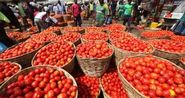 Tinubu’s Economic Council Expresses Worry Over Tomato Price Hike From N40,000 To N150,000
